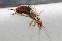 Bed Bug Exterminator Winnipeg image 16